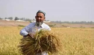 山东小伙在沙漠种水稻是真的吗 沙漠种植水稻成功